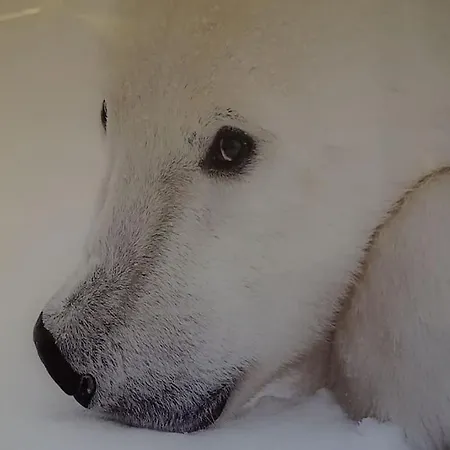 La Mont-blanc Апартаменты